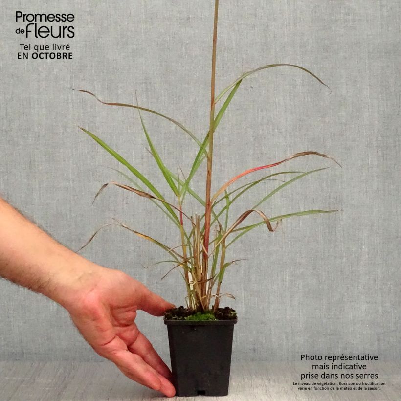 Ejemplar de Miscanthus sinensis Boucle Maceta 1,5L/2L entregado en otoño