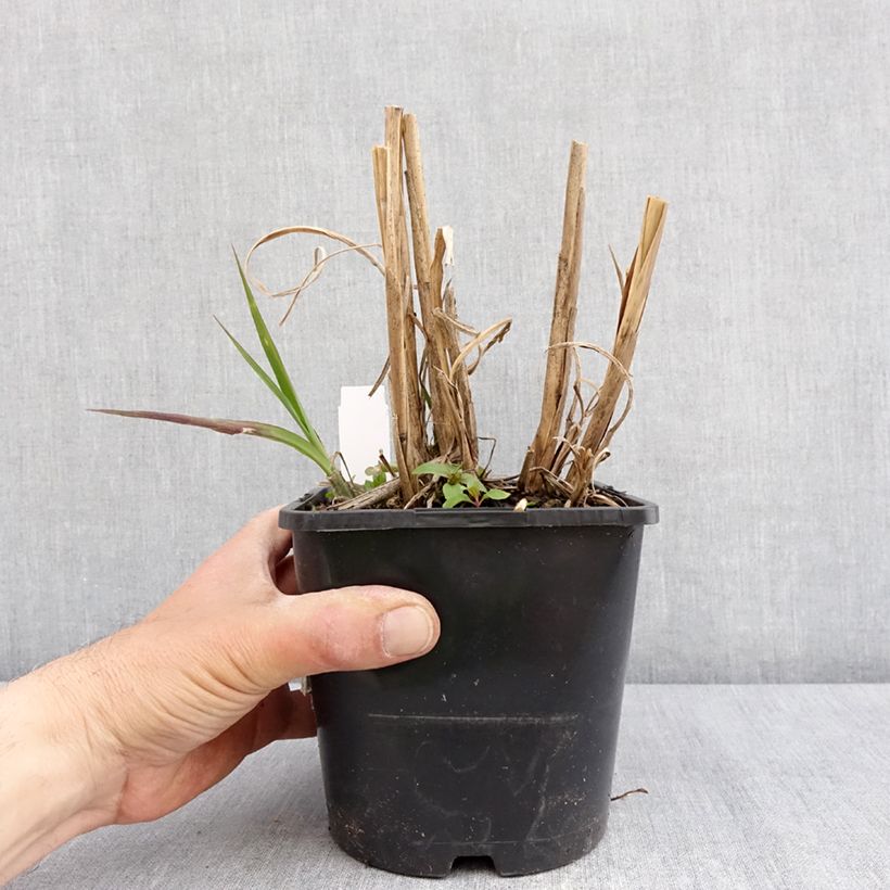 Miscanthus sinensis Boucle Maceta 1,5L/2L Ejemplar entregado en la primavera