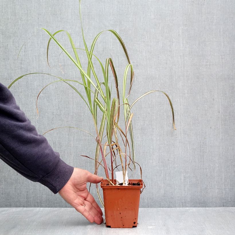 Ejemplar de Miscanthus sinensis var.condensatus Cabaret Maceta 1L/1,5L entregado en otoño