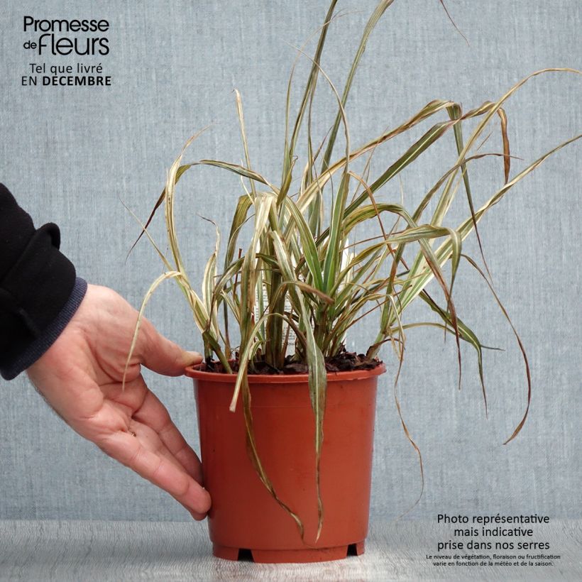 Miscanthus sinensis var.condensatus Cabaret Maceta 1L/1,5L Ejemplar entregado en invierno