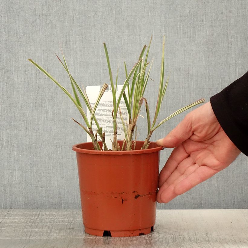 Miscanthus sinensis var.condensatus Cabaret Maceta 1L/1,5L Ejemplar entregado en la primavera