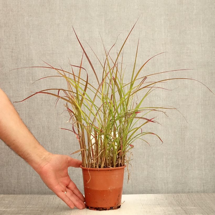 Ejemplar de Miscanthus sinensis China Maceta 1L/1,5L entregado en verano