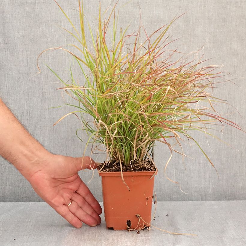 Ejemplar de Miscanthus sinensis Cute One Maceta 1L/1,5L entregado en verano