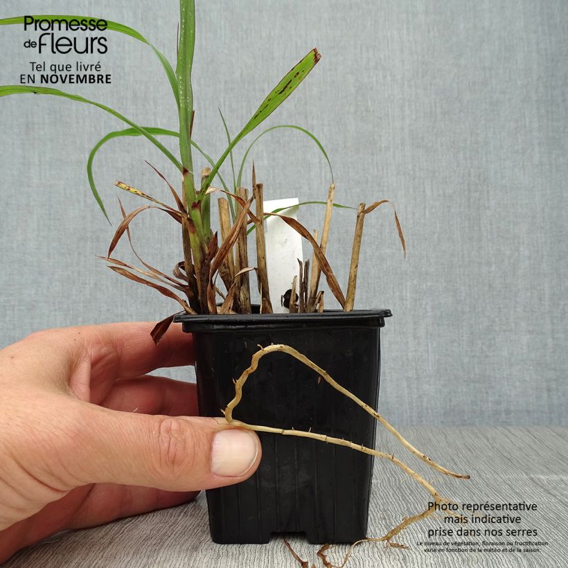 Ejemplar de Miscanthus sinensis Emmanuel Lepage Maceta de 8/9 cm entregado en otoño