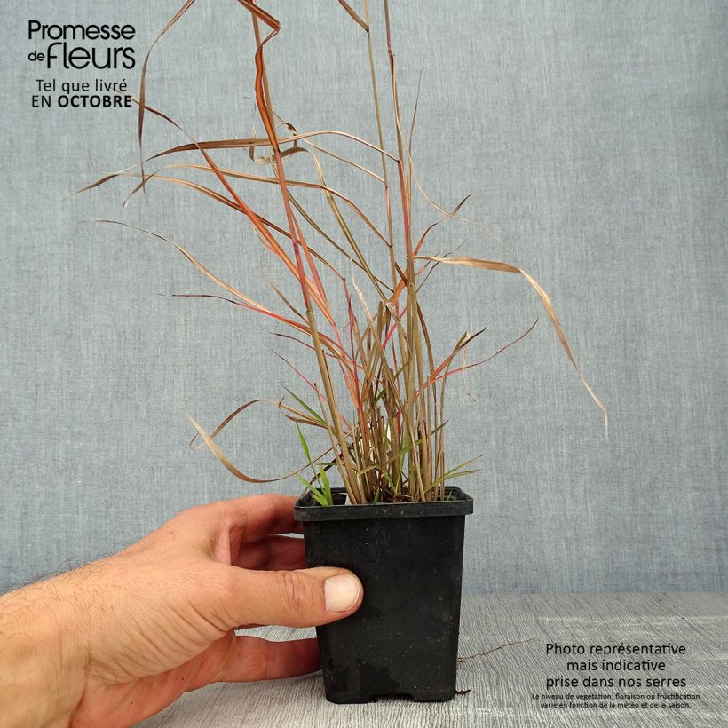 Ejemplar de Miscanthus sinensis Ferner Osten Maceta de 8/9 cm entregado en otoño