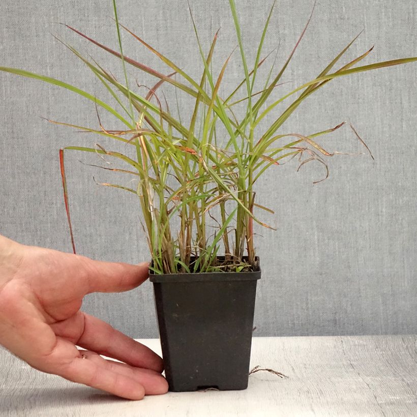 Ejemplar de Miscanthus sinensis Ferner Osten Maceta de 8/9 cm entregado en verano