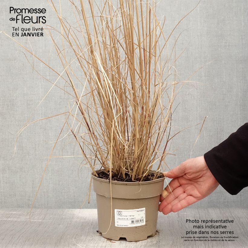Miscanthus sinensis Flamingo Maceta 2L/3L Ejemplar entregado en invierno