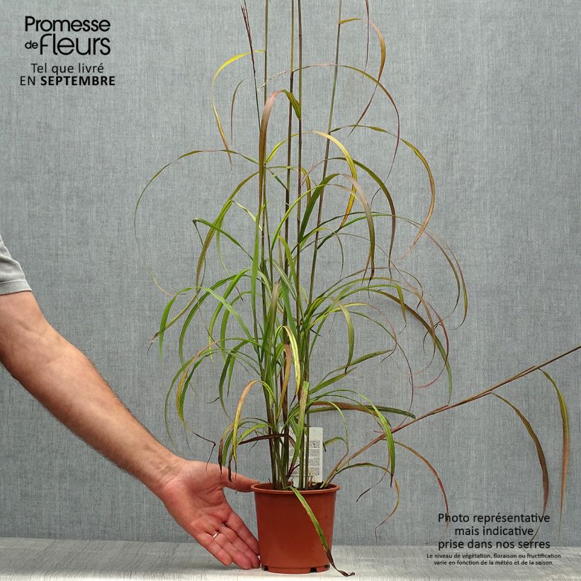 Ejemplar de Miscanthus sinensis Ghana Maceta 1L/1,5L entregado en otoño