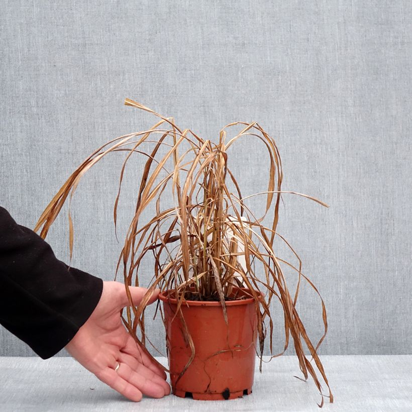 Miscanthus sinensis Ghana Maceta 1L/1,5L Ejemplar entregado en invierno