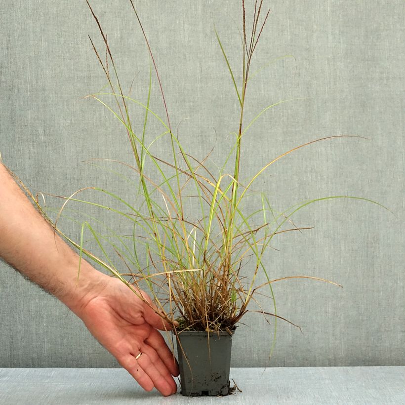 Ejemplar de Miscanthus sinensis Gnom Maceta de 8/9 cm entregado en otoño