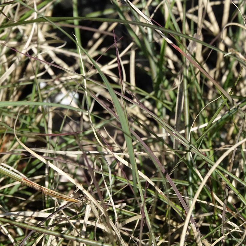Miscanthus sinensis Gnom (Follaje)