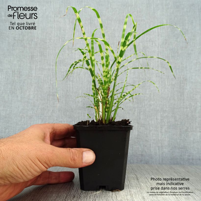 Ejemplar de Miscanthus sinensis Gold Bar Maceta de 8/9 cm entregado en otoño