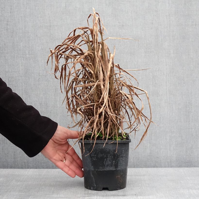 Miscanthus sinensis Gold Bar Maceta 2L/3L Ejemplar entregado en invierno