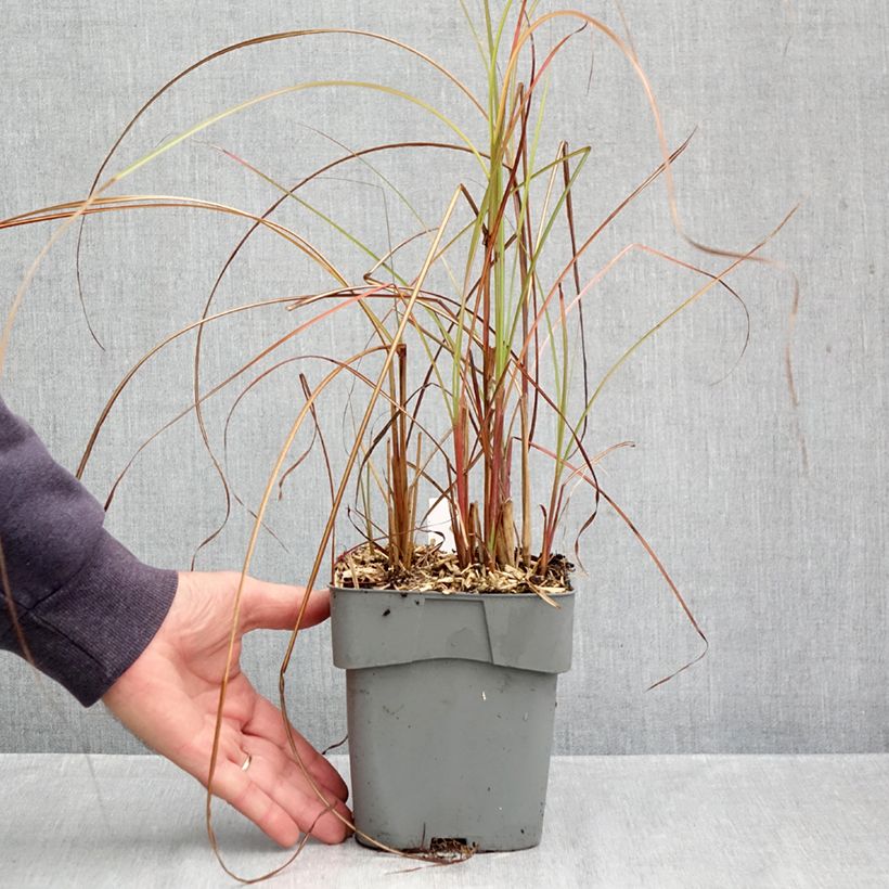 Ejemplar de Miscanthus sinensis Gracillimus Maceta 2L/3L entregado en otoño