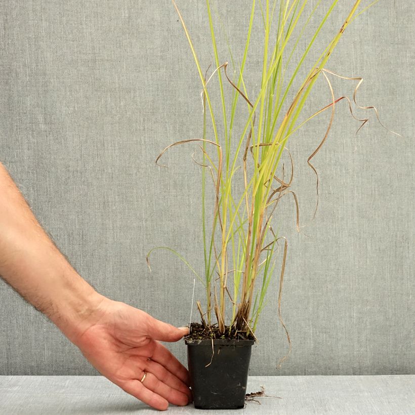 Ejemplar de Miscanthus sinensis Grosse Fontäne Maceta de 8/9 cm entregado en verano