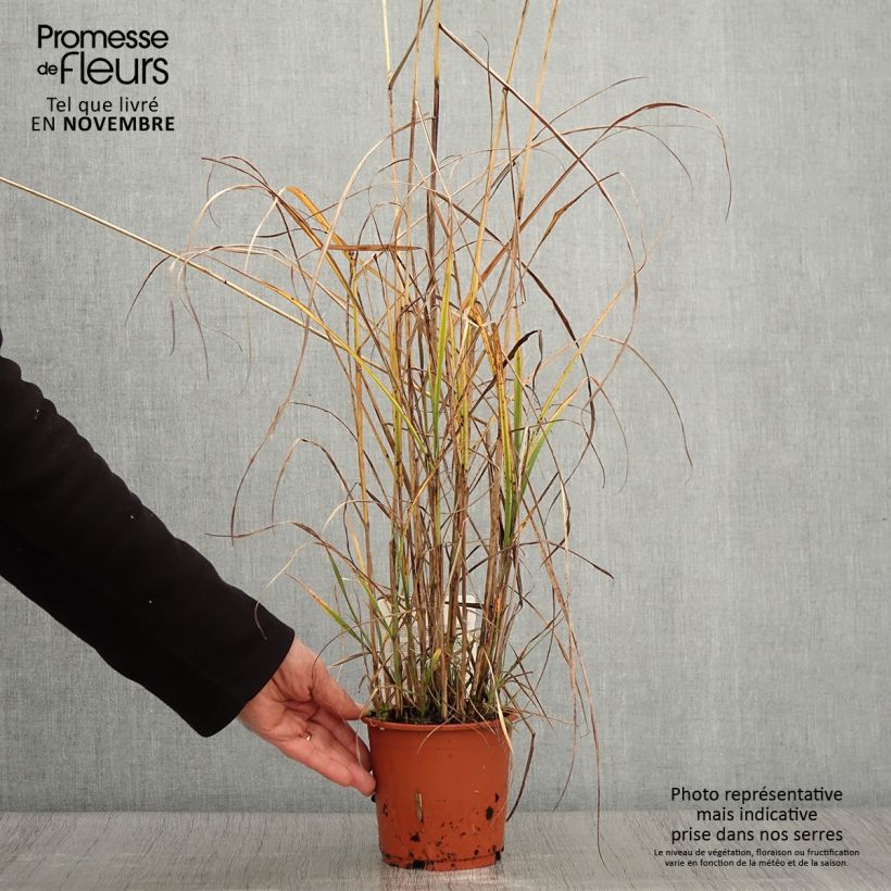 Ejemplar de Miscanthus sinensis Kaskade Maceta 1L/1,5L entregado en otoño