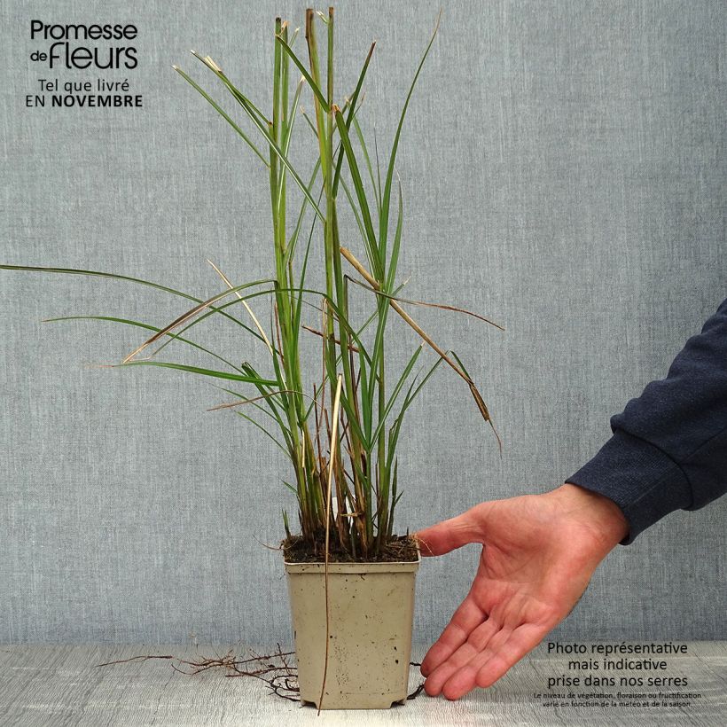 Ejemplar de Miscanthus sinensis Kleine Fontäne Maceta de 8/9 cm entregado en otoño