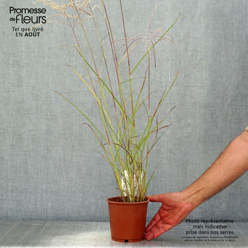 Ejemplar de Miscanthus sinensis Kleine Fontäne Maceta 1L/1,5L entregado en verano