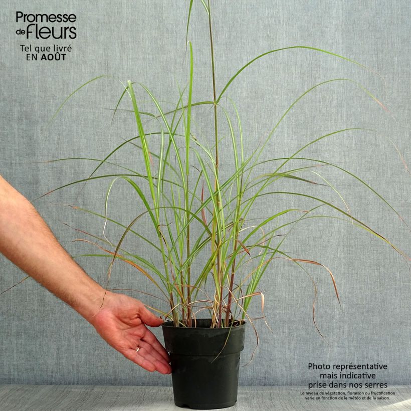 Ejemplar de Miscanthus sinensis Kleine Fontäne Maceta 3L/4L entregado en verano