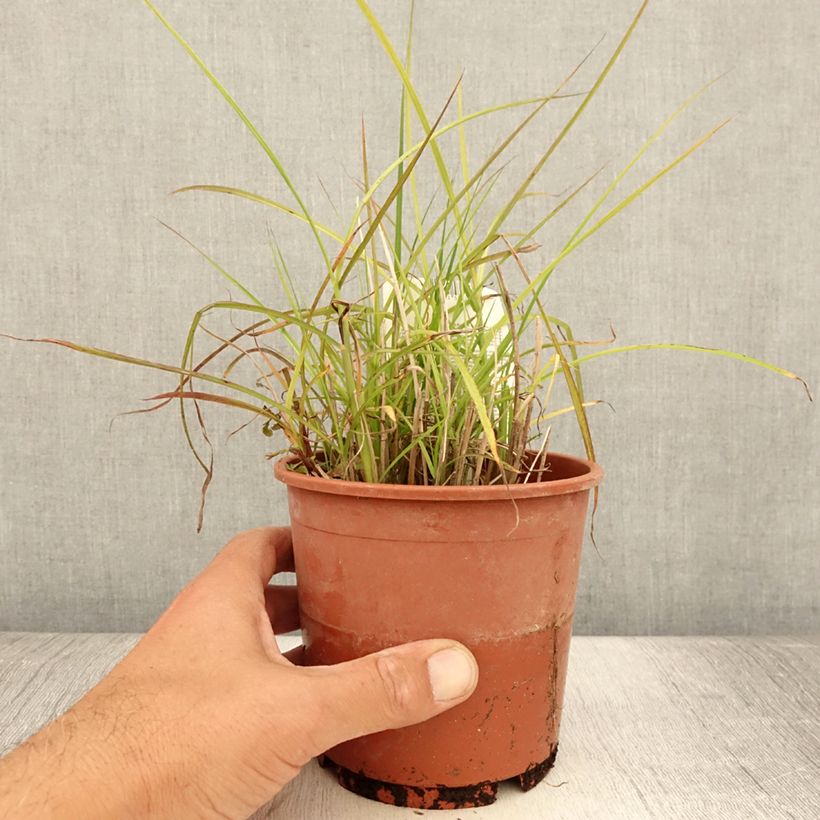 Ejemplar de Miscanthus sinensis Kleine Silberspinne Maceta 1L/1,5L entregado en verano