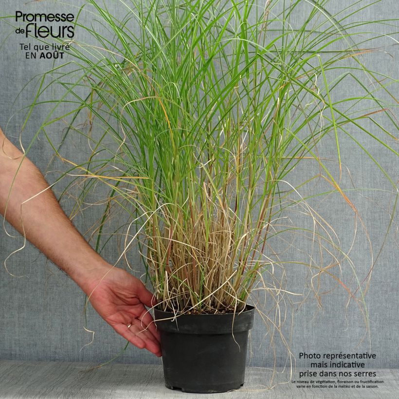 Ejemplar de Miscanthus sinensis Kleine Silberspinne Maceta 4L/5L entregado en verano