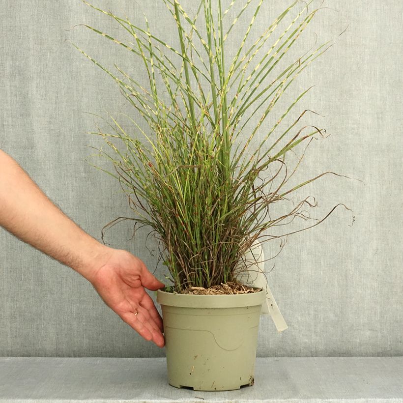 Ejemplar de Miscanthus sinensis Little Tiger - Eulalia Maceta 3L/4L entregado en verano