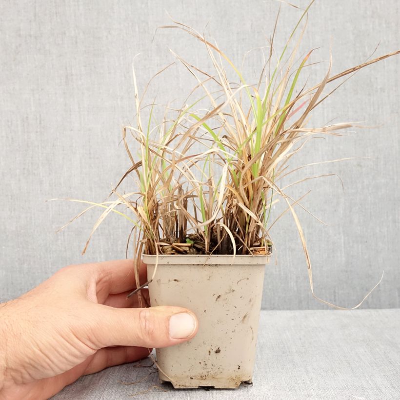 Ejemplar de Miscanthus sinensis Little Zebra Maceta de 8/9 cm entregado en otoño