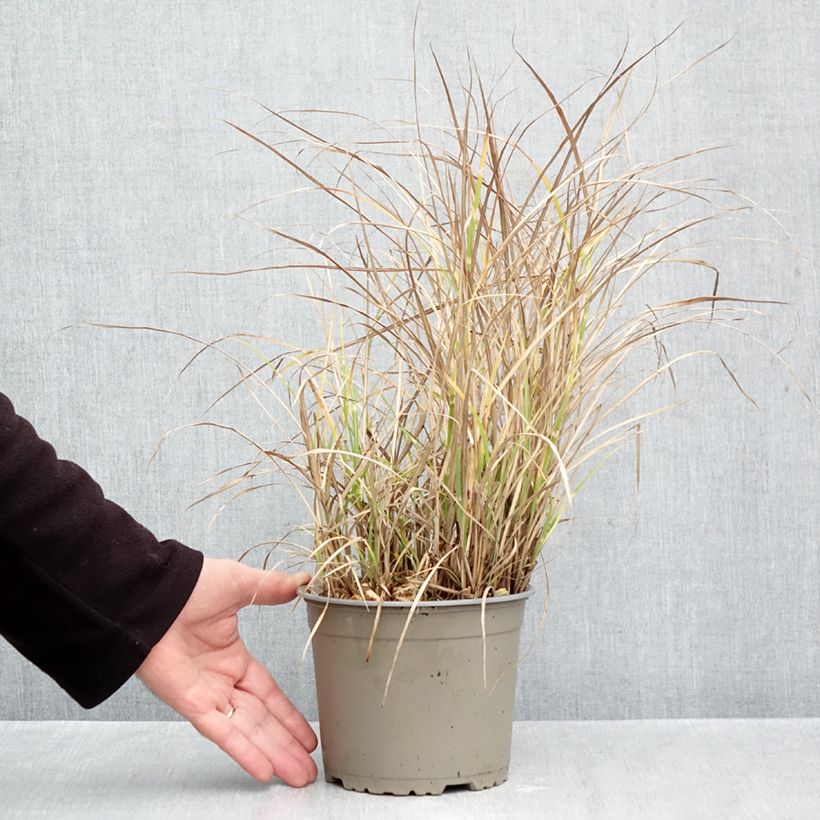 Ejemplar de Miscanthus sinensis Little Zebra Maceta 2L/3L entregado en otoño