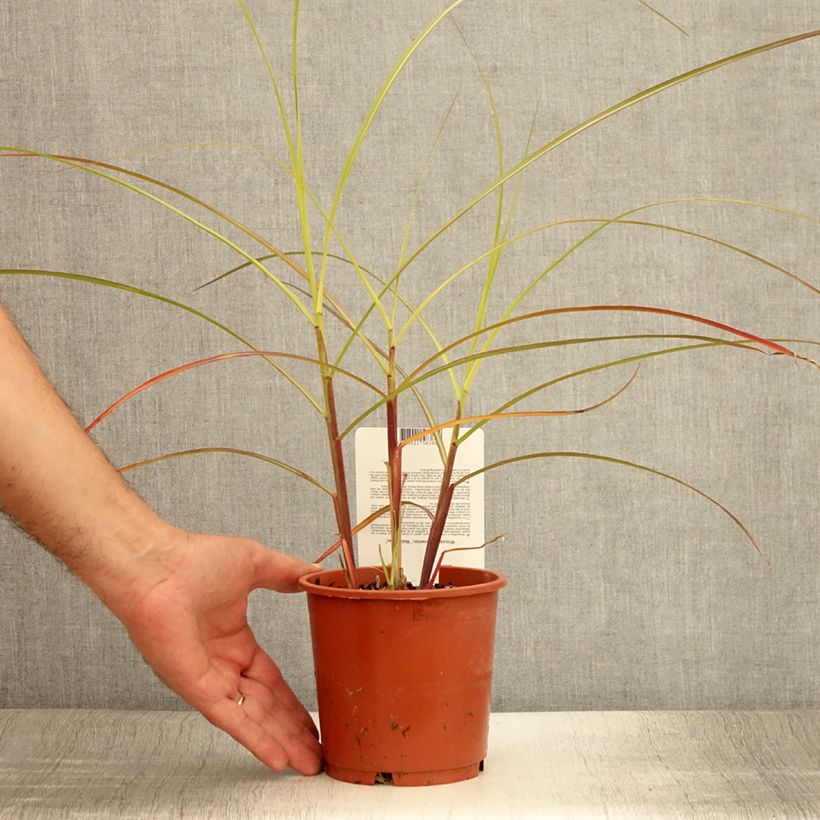 Ejemplar de Miscanthus sinensis Malepartus Maceta 1L/1,5L entregado en verano