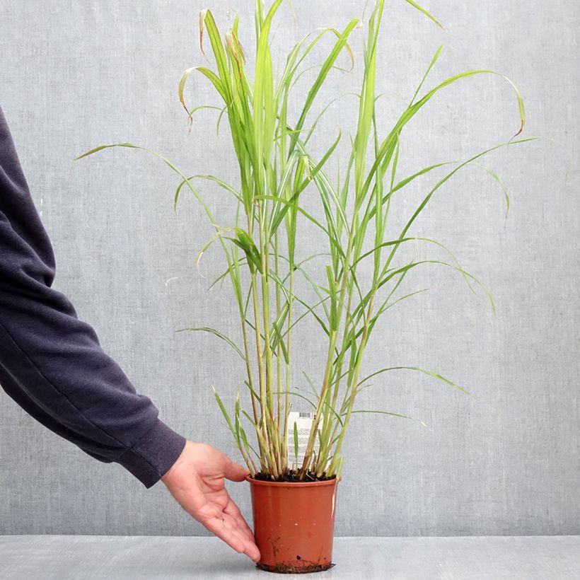 Miscanthus sinensis Malepartus Maceta 1L/1,5L Ejemplar entregado en la primavera