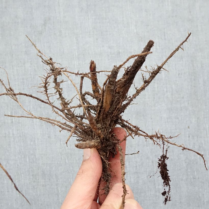 Miscanthus sinensis Malepartus Raíces desnudas Ejemplar entregado en invierno