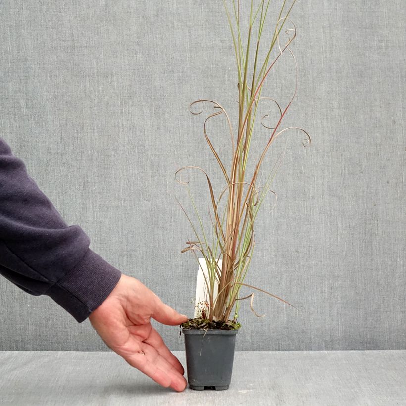 Ejemplar de Miscanthus sinensis Morning Bright Maceta de 8/9 cm entregado en otoño