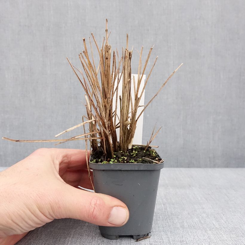 Miscanthus sinensis Morning Bright Maceta de 8/9 cm Ejemplar entregado en invierno