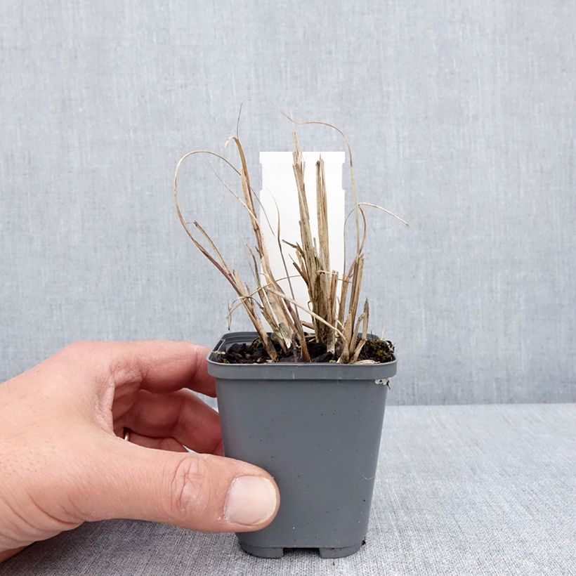 Miscanthus sinensis Morning Bright Maceta de 8/9 cm Ejemplar entregado en la primavera