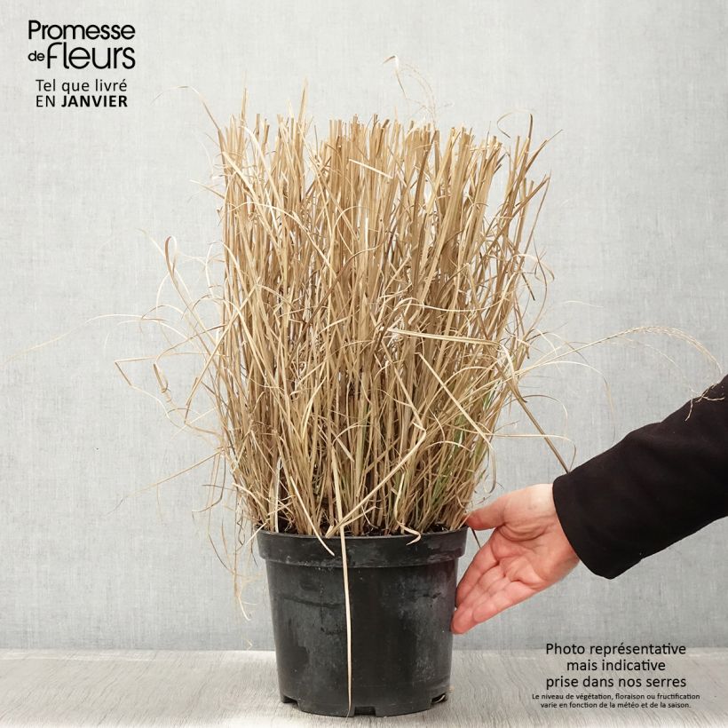 Miscanthus sinensis Red Chief Maceta 4L/5L Ejemplar entregado en invierno