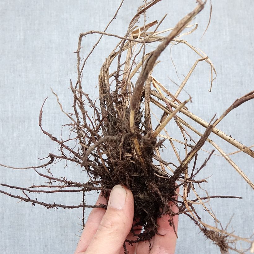 Miscanthus sinensis Red Chief Raíces desnudas Ejemplar entregado en invierno