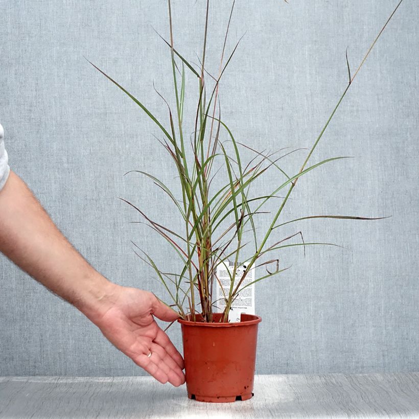 Ejemplar de Miscanthus sinensis Samurai Maceta 1L/1,5L entregado en verano