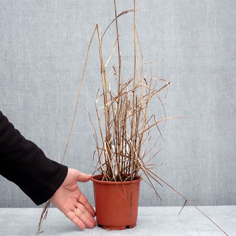 Miscanthus sinensis Samurai Maceta 1L/1,5L Ejemplar entregado en invierno