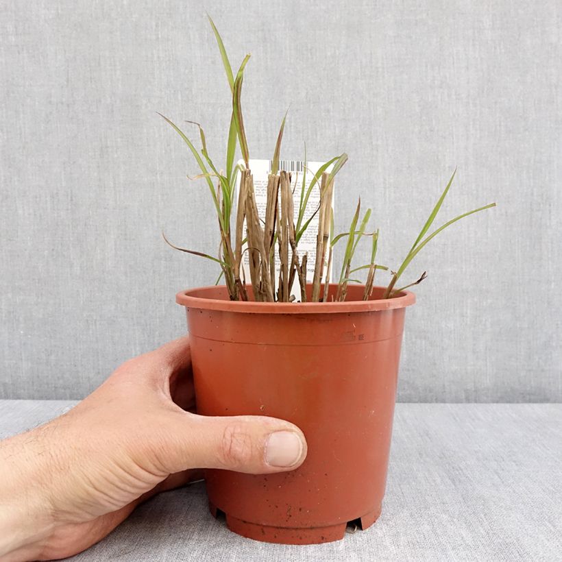 Miscanthus sinensis Samurai Maceta 1L/1,5L Ejemplar entregado en la primavera
