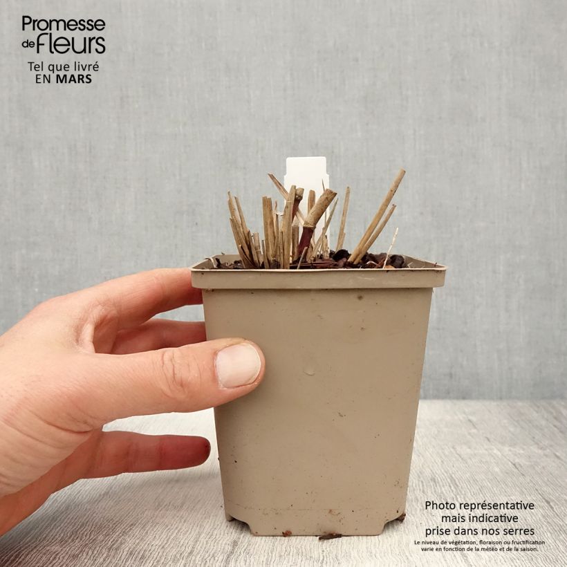 Miscanthus sinensis Sarabande Maceta de 8/9 cm Ejemplar entregado en la primavera