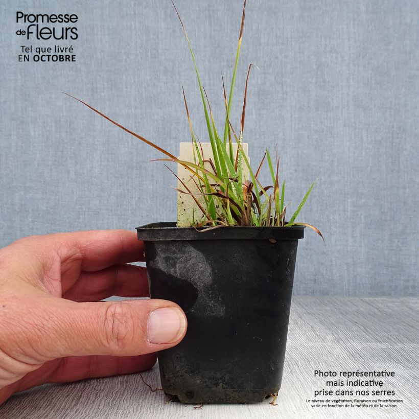 Ejemplar de Miscanthus sinensis Strictus Dwarf Maceta de 8/9 cm entregado en otoño
