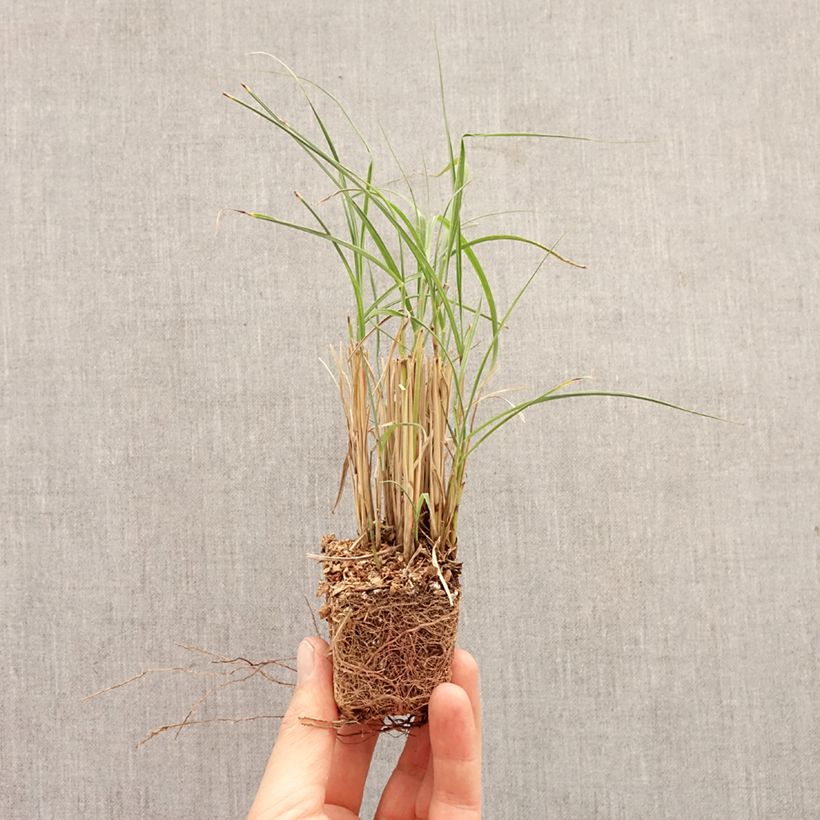 Miscanthus sinensis Strictus Dwarf minicepellón: Ø 3/4 cm Ejemplar entregado en la primavera