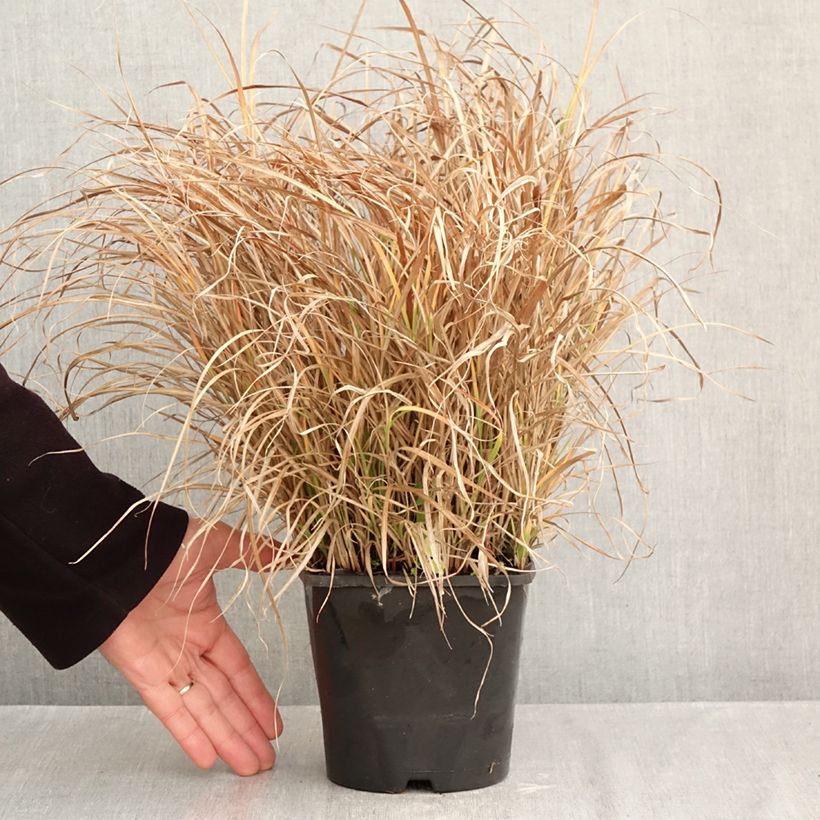 Ejemplar de Miscanthus sinensis Strictus Dwarf Maceta 2L/3L entregado en otoño