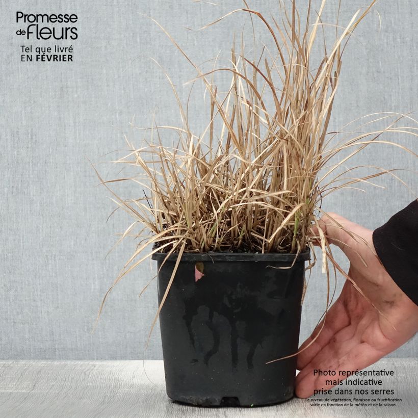 Miscanthus sinensis Strictus Dwarf Maceta 2L/3L Ejemplar entregado en invierno