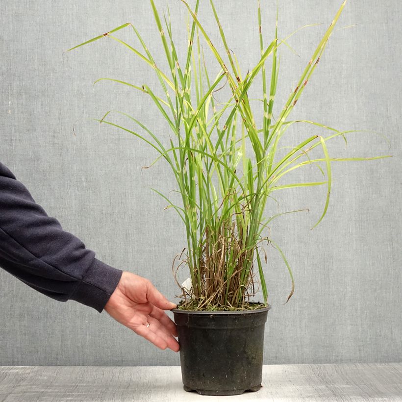 Ejemplar de Miscanthus sinensis Strictus Maceta 2L/3L entregado en verano