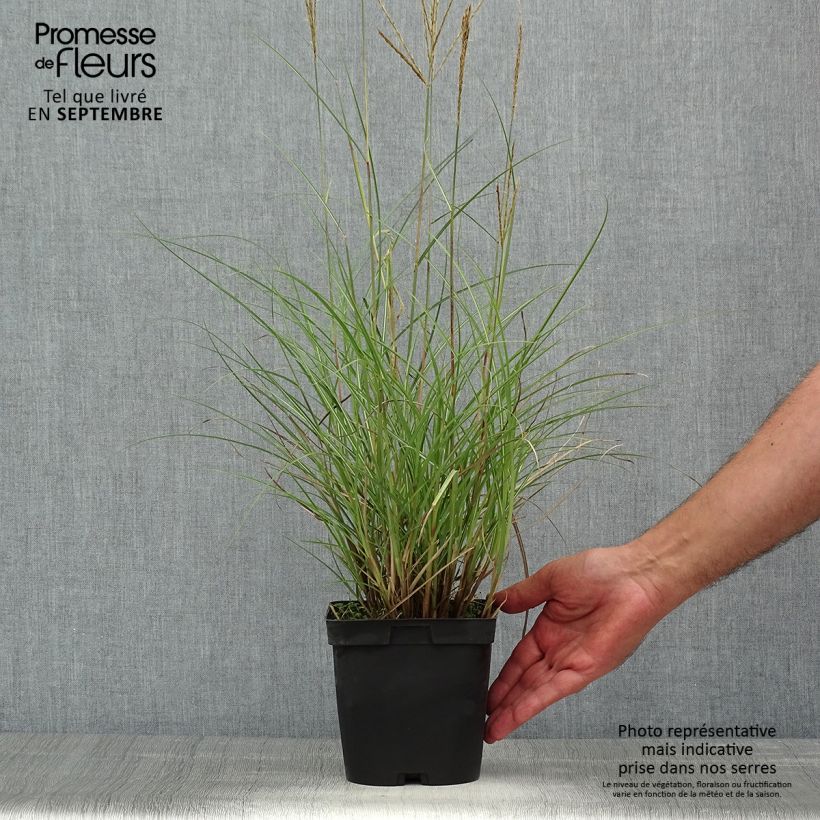 Ejemplar de Miscanthus sinensis Yaku-Jima Maceta 2L/3L entregado en verano