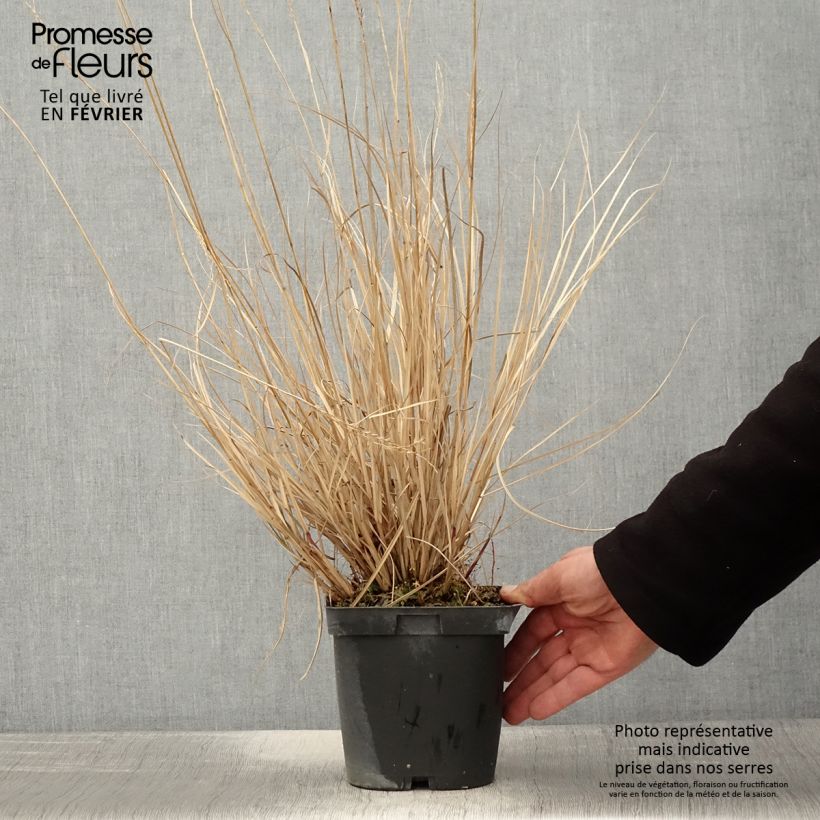 Miscanthus sinensis Yaku-Jima Maceta 2L/3L Ejemplar entregado en invierno