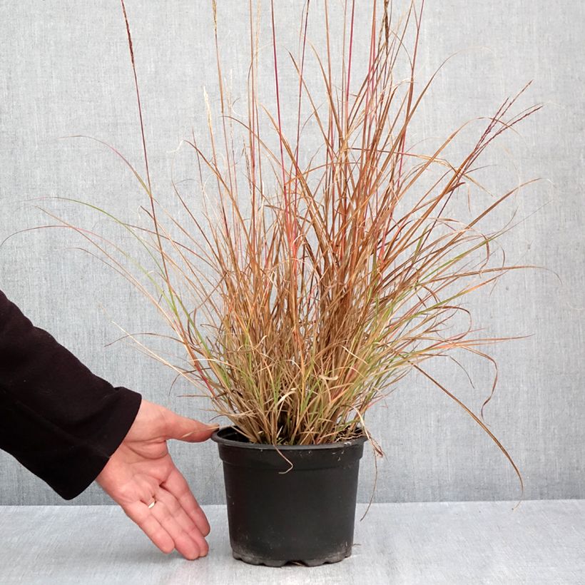 Ejemplar de Miscanthus sinensis Yaku-Jima Maceta 2L/3L entregado en otoño
