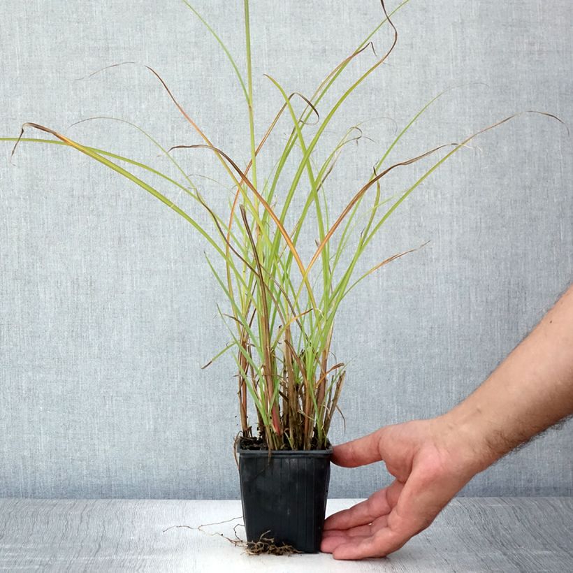 Ejemplar de Miscanthus transmorrisonensis Maceta de 8/9 cm entregado en verano