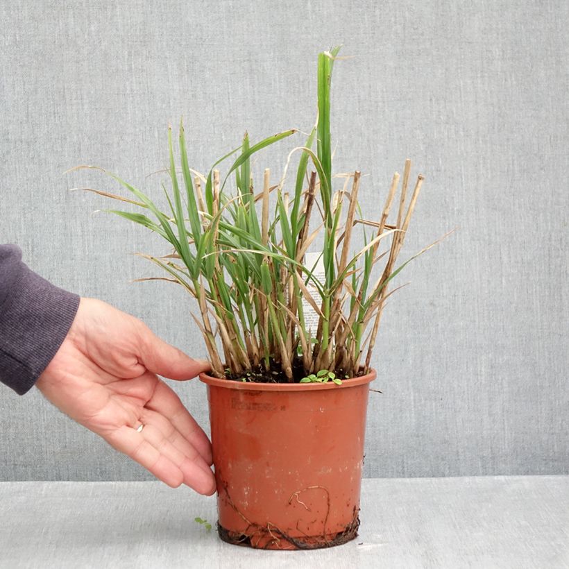 Ejemplar de Miscanthus transmorrisonensis Maceta 1L/1,5L entregado en otoño